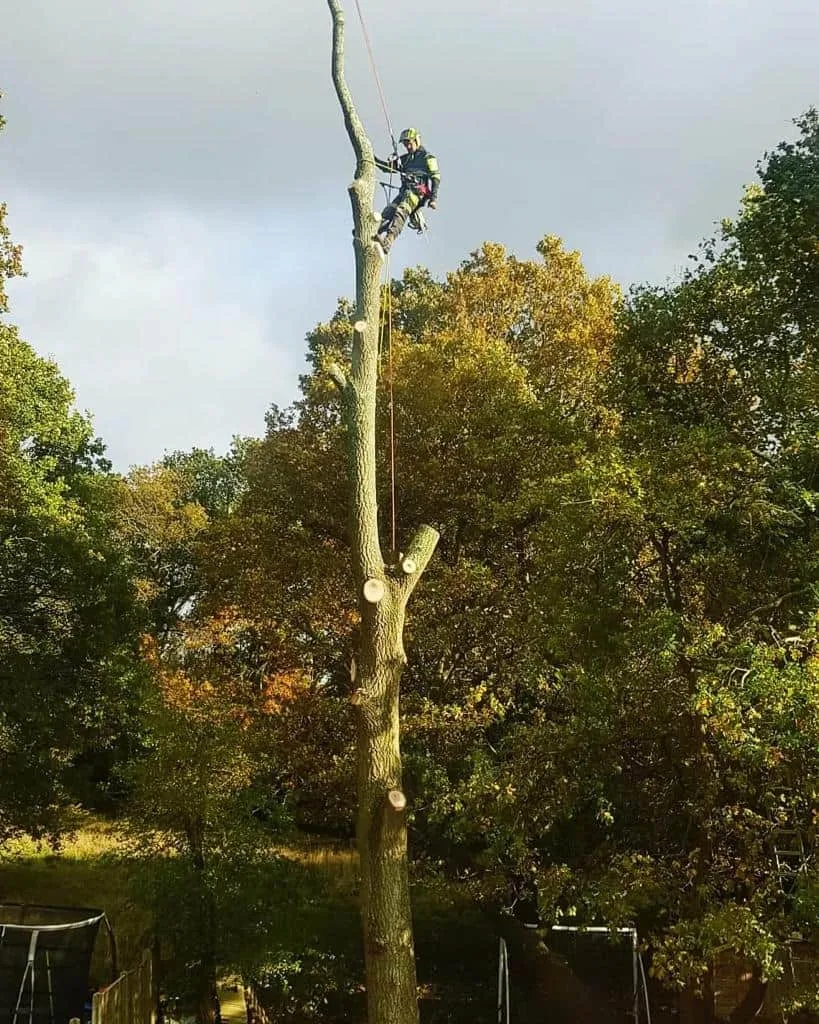 This is a photo of an operative from NS Tree Surgery Witley felling a tree. He is at the top of the tree with climbing gear attached about to remove the top section of the tree.