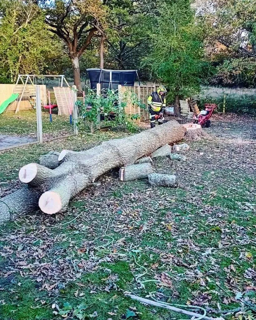 This is a tree laying on the ground of a garden that has just been felled by the operatives from NS Tree Surgery Witley