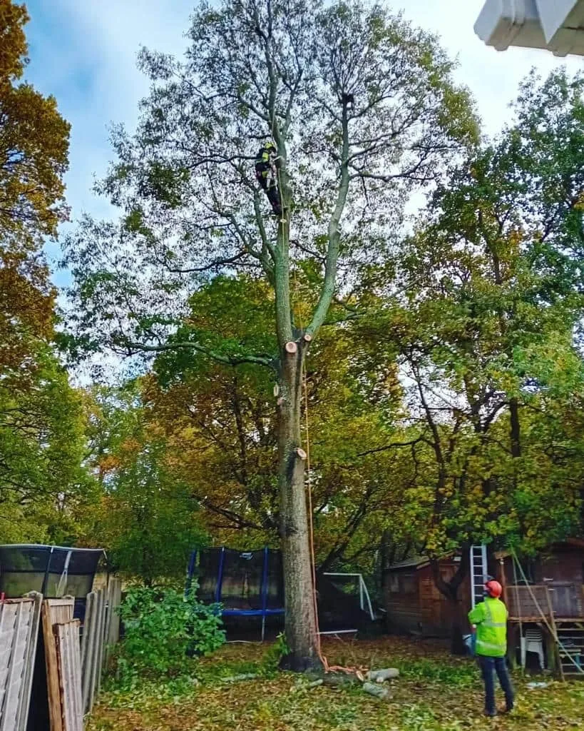 This is a photo of a tree being pruned, there is a man up the tree cutting a section of it down while another man is standing in the garden of the property where the tree is located overseeing the work. Works carried out by NS Tree Surgery Witley