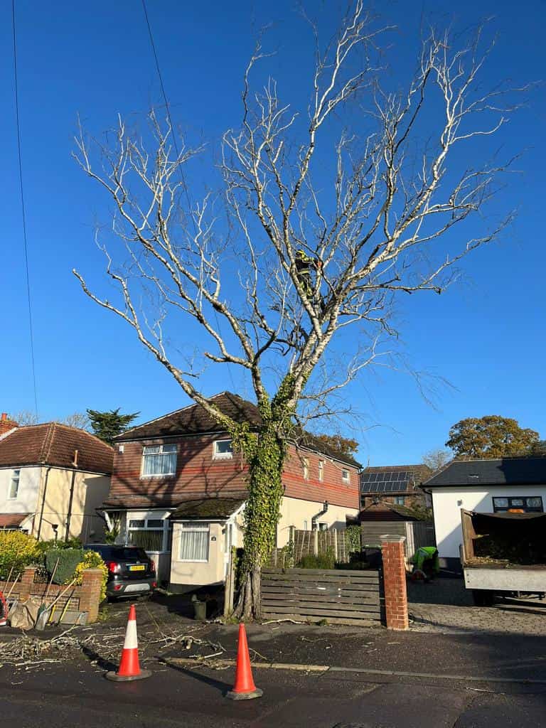 This is a photo of a tree on the pavement that is having limbs removed which are near to power lines. Works undertaken by NS Tree Surgery Witley