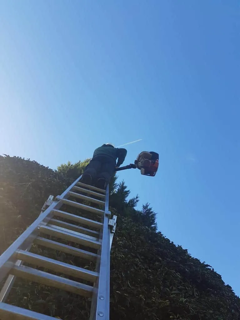 This is a photo of an operative from NS Tree Surgery Witley up a ladder rested on a hedge with a petrol strimmer.